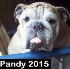Pandy ..2015